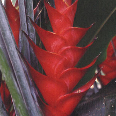 Геликония Heliconia caribaea Purpurea
