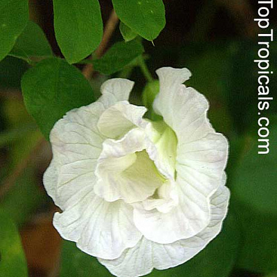 Клитория тройчатая: характеристика и виды растения, а также размножение и уход за цветком