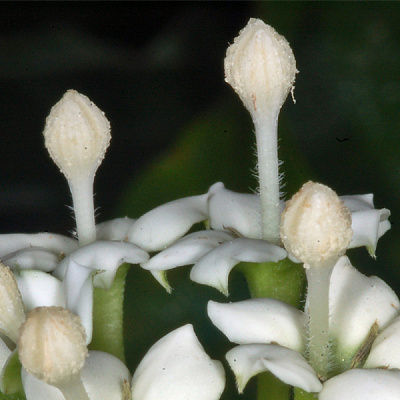 Диперрея павециволия-Duperrea pavettifolia