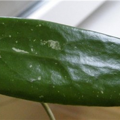 Hoya Parasitica Northabli 1