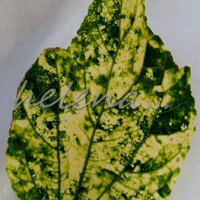 Мальвикус вариегатный-Malvaviscus variegatum (на бутоне)