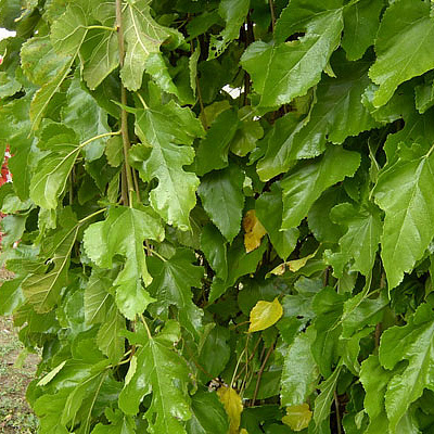 Шелковица крупнолистная или тутовое дерево. Морозоустойчивая.