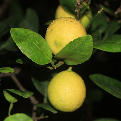 Лимон Key lime - (Citrus Aurantifolia)