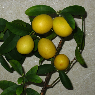 Ситрус лимонелла лаймкват.