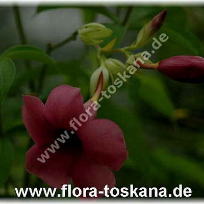 Алламанда Пурпурная-Allamanda blanchetii-Violette Allamanda