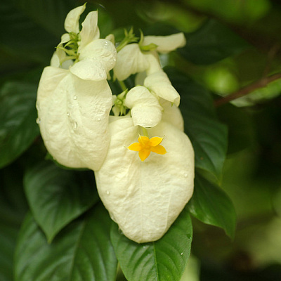 Муссенда филиппинская бел.  Mussenda philippica White