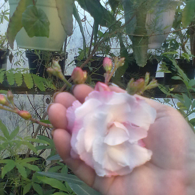 Олеандр белый махровый с розовым ободком