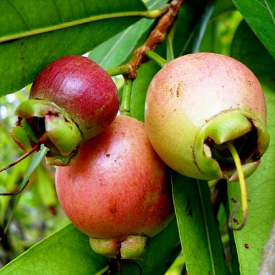 Сизигиум ямбоз - малабарская слива, или розовое яблоко