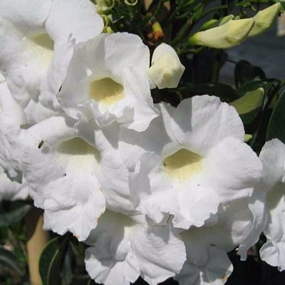 Пандорея чисто белая крупноцветковая