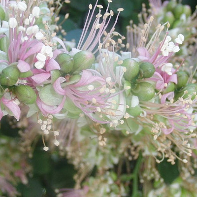 Schotia latifolia ( Шотия широколистная).