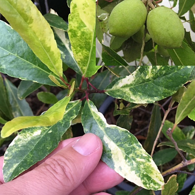 Elaeocarpus hygrophilus variegated