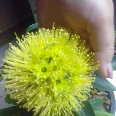  Xanthostemon chrysanthus (yellow flower)