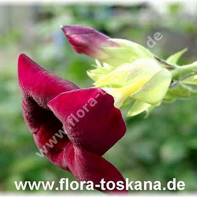 Алламанда Пурпурная-Allamanda blanchetii-Violette Allamanda
