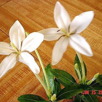 ALIBERTIA BELIZE - WHITE STAR FLOWER или мармеладное дерево.