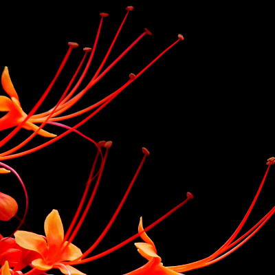 Клеродендрум паникулятум-Clerodendrum paniculatum Pagoda Flower 