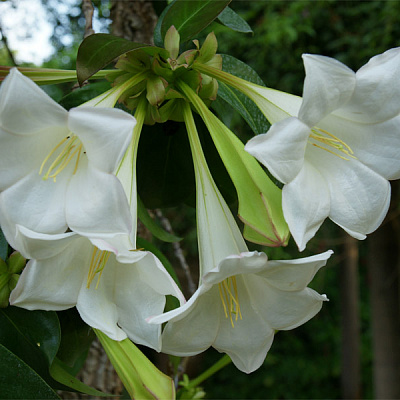Portlandia grandiflora x coccinea