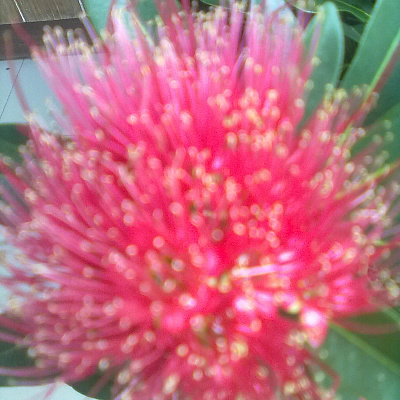 Метросидерос цветущий розовый Metrosideros florida