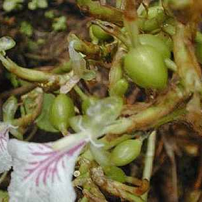 Кардамон элитария Elettaria cardamomum
