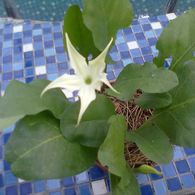 Жабороза цельнолистная-Jaborosa integrifolia