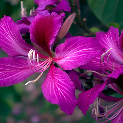 Баухиния пурпурная (крупноцветковая, крупнолистовая)