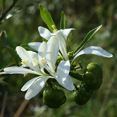 Туррея туполистная-Turraea obtusifolia