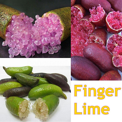 Пальчиковый лайм  Аustralian finger lime Purple Bliss