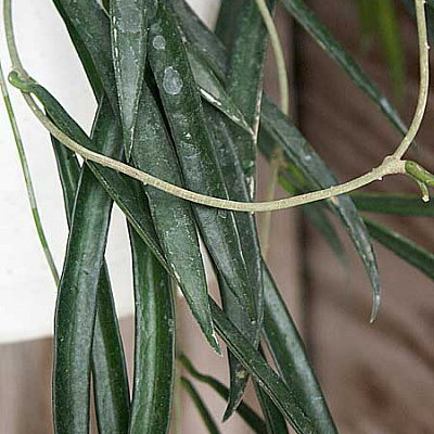 Longifolia 