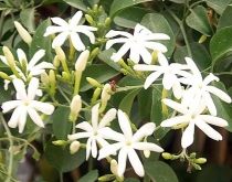 Жасмин аденопфиллум-Jasminum adenophyllum