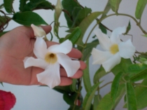Мандевилла белая крупноцветковая