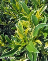 Fagraea ceilanica variegated ( Фагрея цейланская вариегатная)